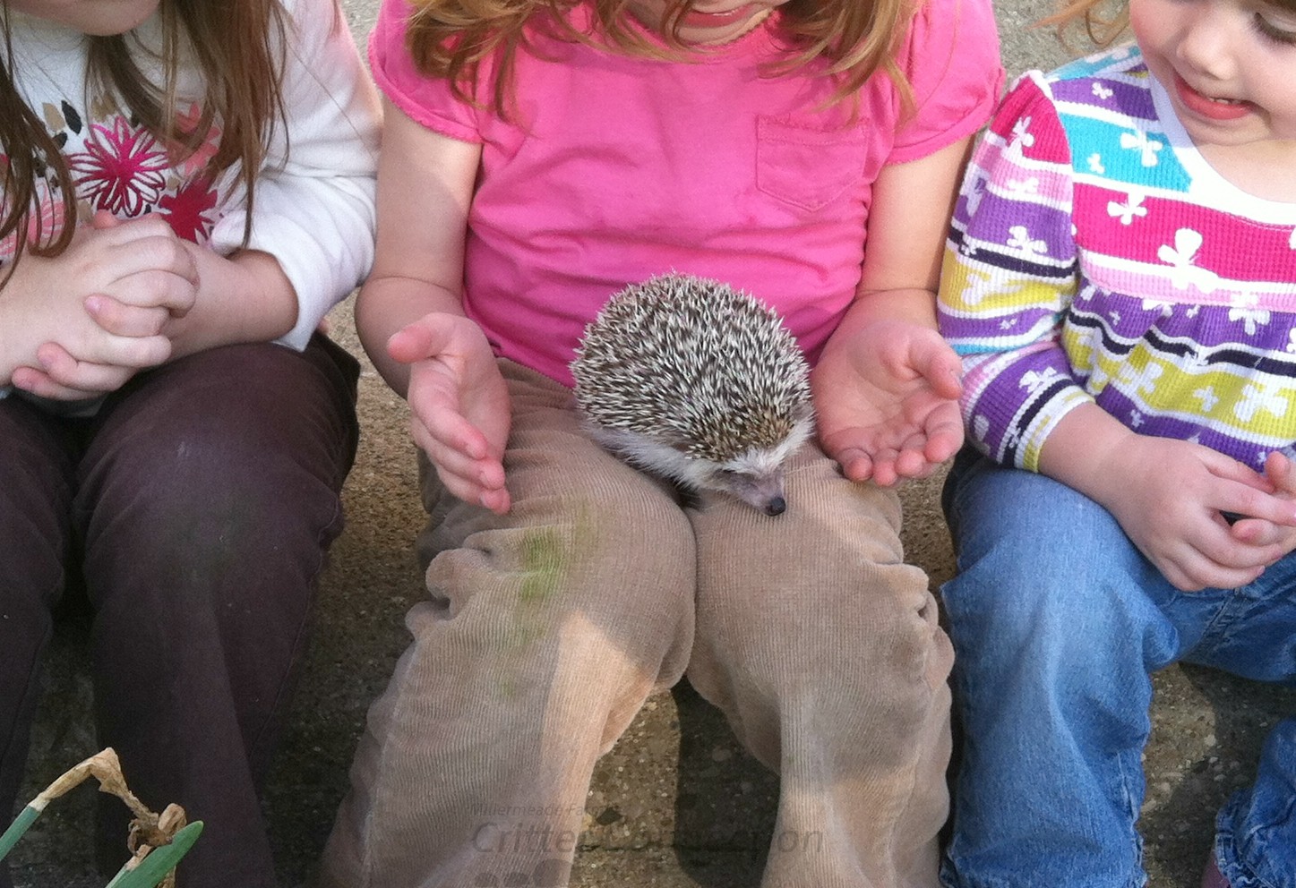 Child holding hedgehog