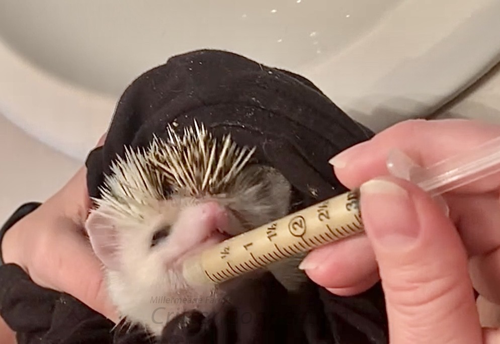 Hedgehog store teeth care