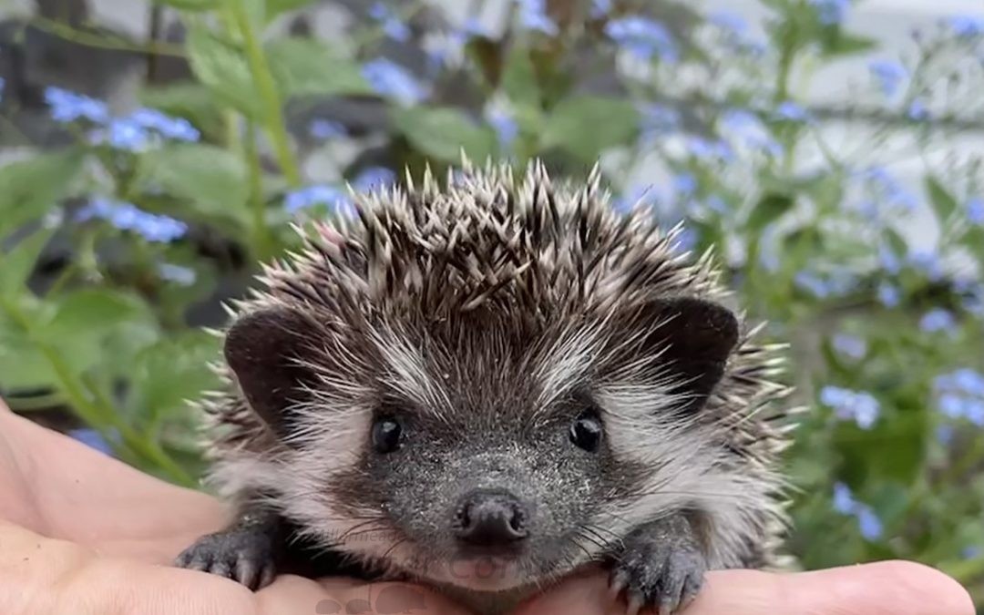 Are Hedgehogs Nocturnal, Crepuscular, or Diurnal? - Millermeade Farm's  Critter Connection