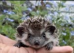 Are Hedgehogs Nocturnal, Crepuscular, or Diurnal?