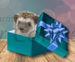 Hedgehogs As Gifts