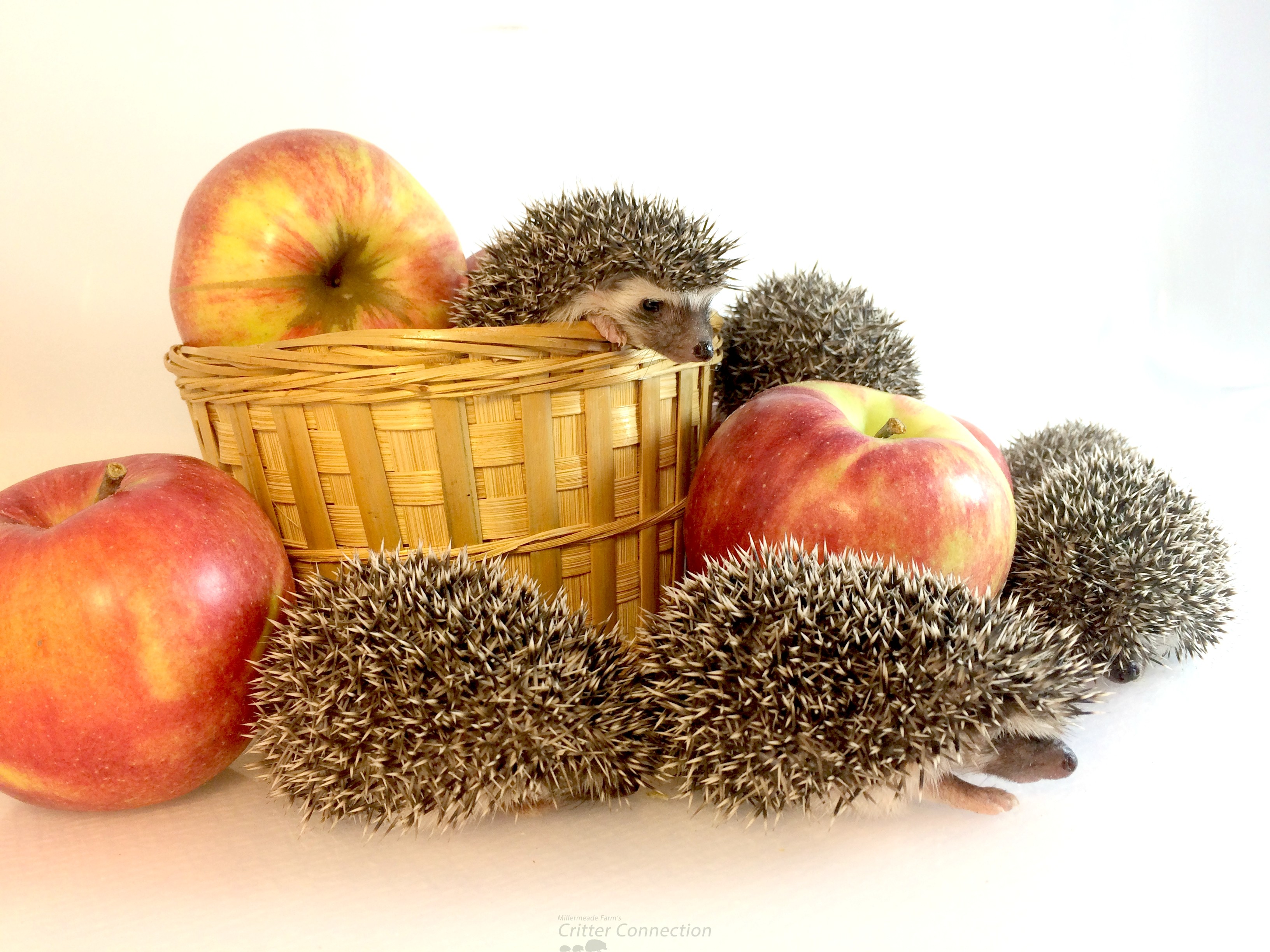 Hedgehog and apples