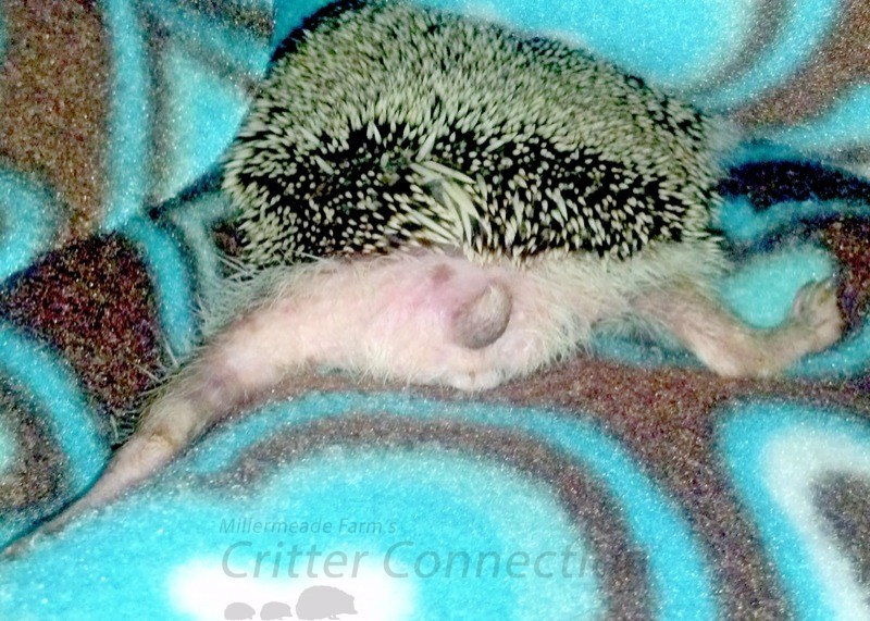 My Hedgehog Hates Me!