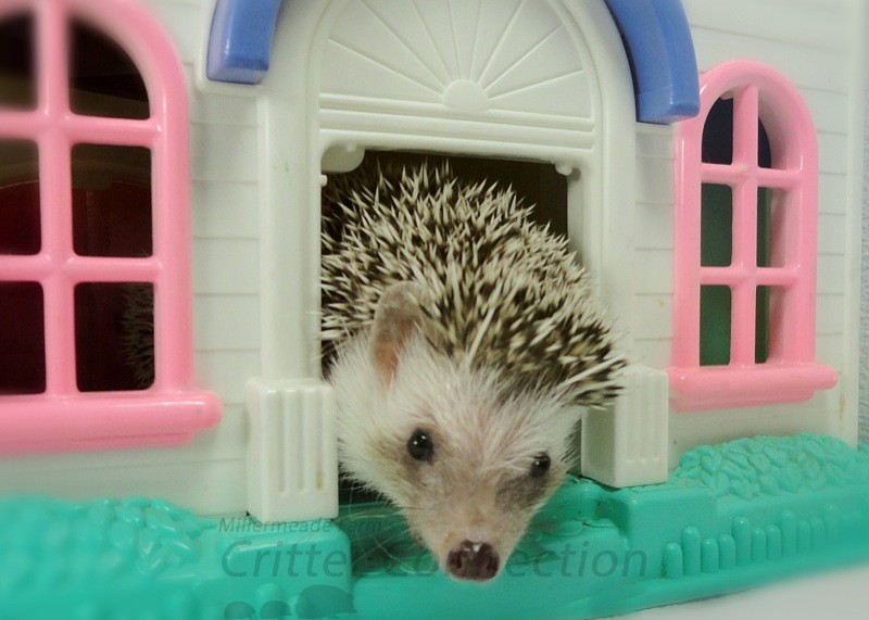 hedgehog in dollhouse