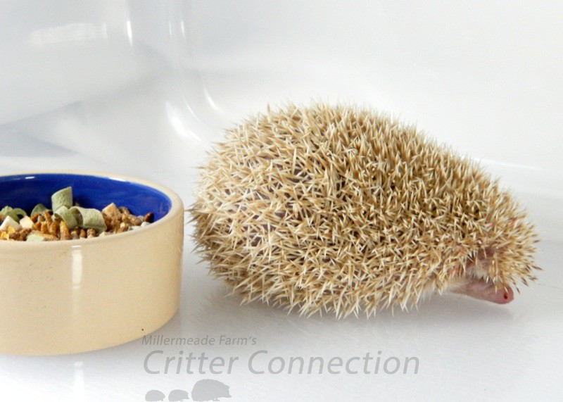 Help! My Hedgehog Is Not Eating: Tempting Taste Buds