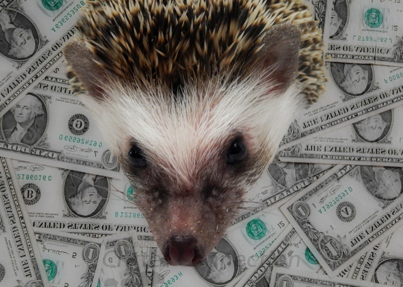 Why Are Hedgehogs Expensive?