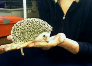Hedgehog Friendly Vets – USA and Abroad