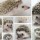 Selection Of Your New Hedgehog