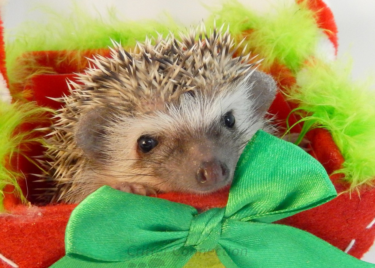 hedgehog with bow